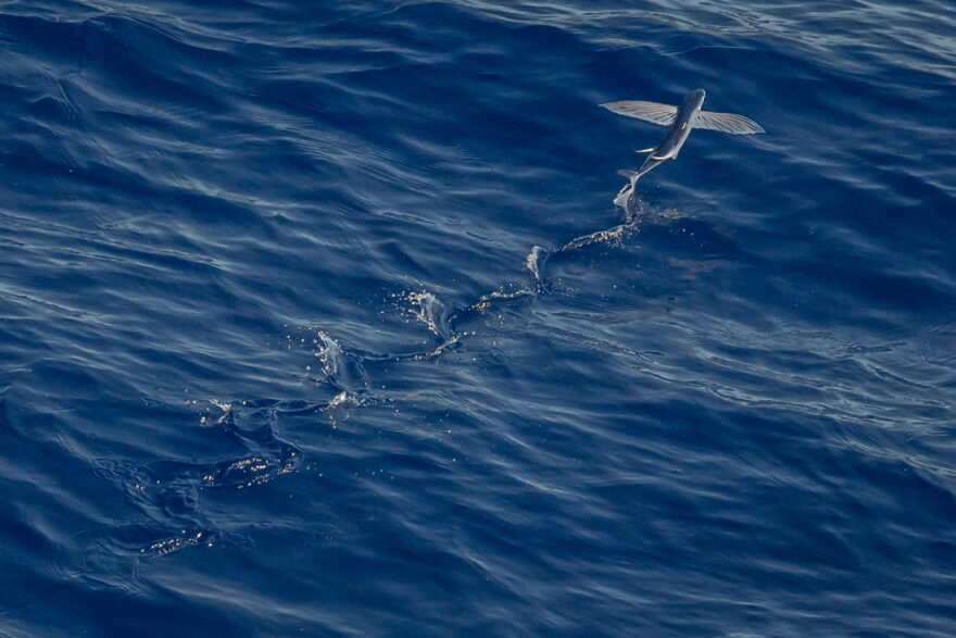 【グルメ】高たんぱく低脂質な空飛ぶ魚！