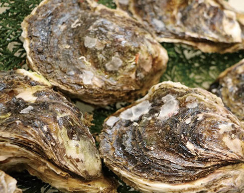 豆知識 夏が旬の岩牡蠣 岩牡蠣と真牡蠣の違いは 海と日本project In 京都