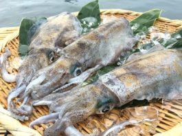 SPEI123_1