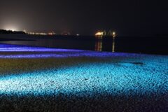 【イベント情報】夏のイベント情報  天橋立篇