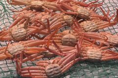 【グルメ】カニ基礎知識と京都ブランドガニ