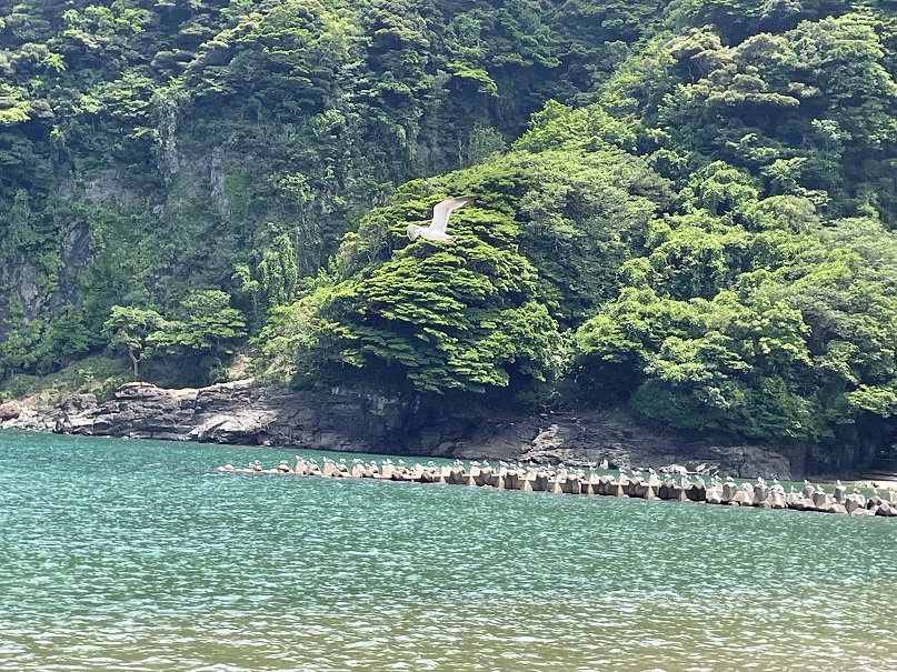 【水質調査】京都の海水浴場　水質調査の結果「適」
