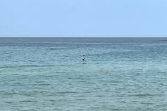 【マリンアクティビティ】９月の海を楽しむ