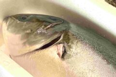 【イベントレポート】ぶりの解体ショー 開催！