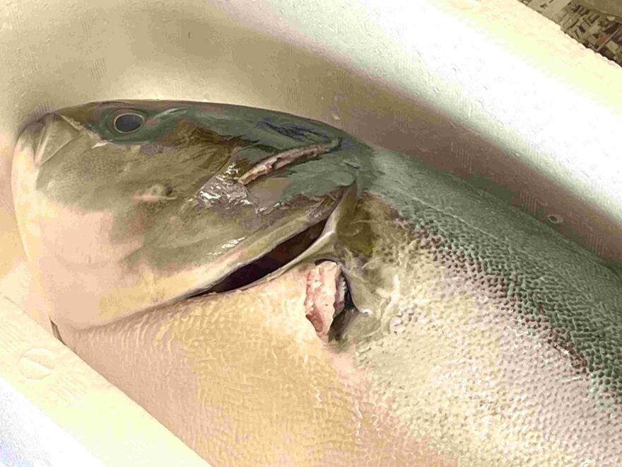 【イベントレポート】ぶりの解体ショー 開催！