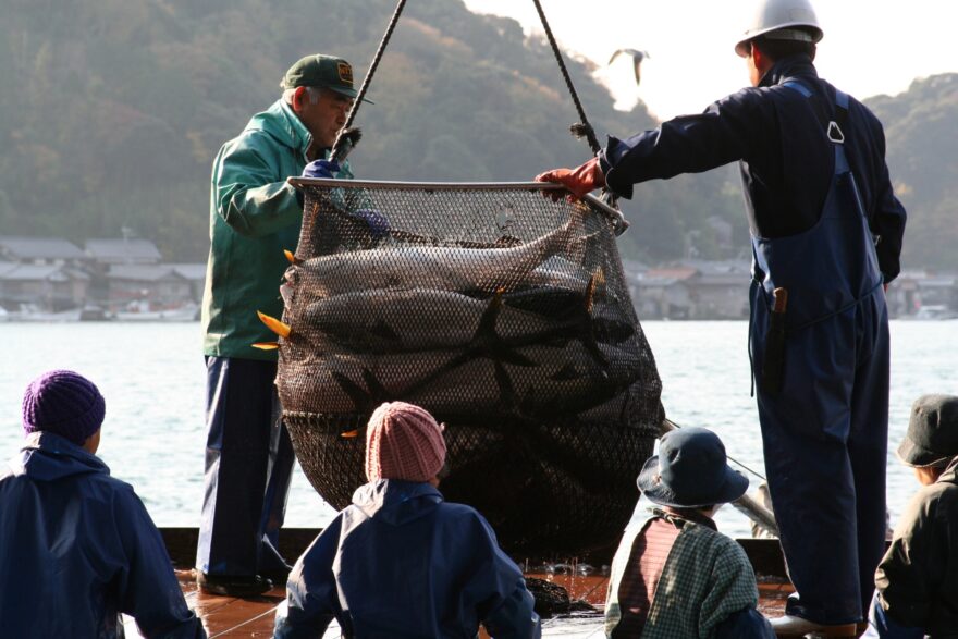 【グルメ】京都の海と寒ブリ