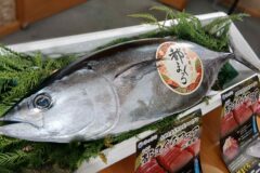 【グルメ】都（みやこ）まぐろフェア in 舞鶴